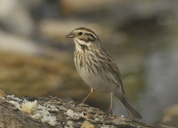 Migliarino di Palude - Emberiza schoeniclus